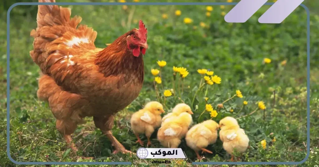 رؤية الدجاج الحي في المنام 