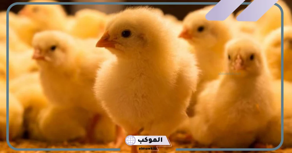 فوائد تربية الدجاج في البيت
