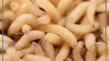 الدود في الحلم