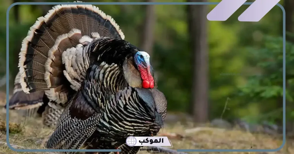 تفسير حلم الديك الرومي في المنام وعلاقته بانتهاء الفقر 5 تفسير رؤية الديك الرومي في المنام