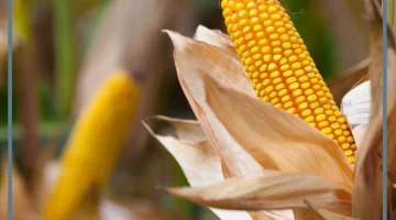 الذرة في المنام