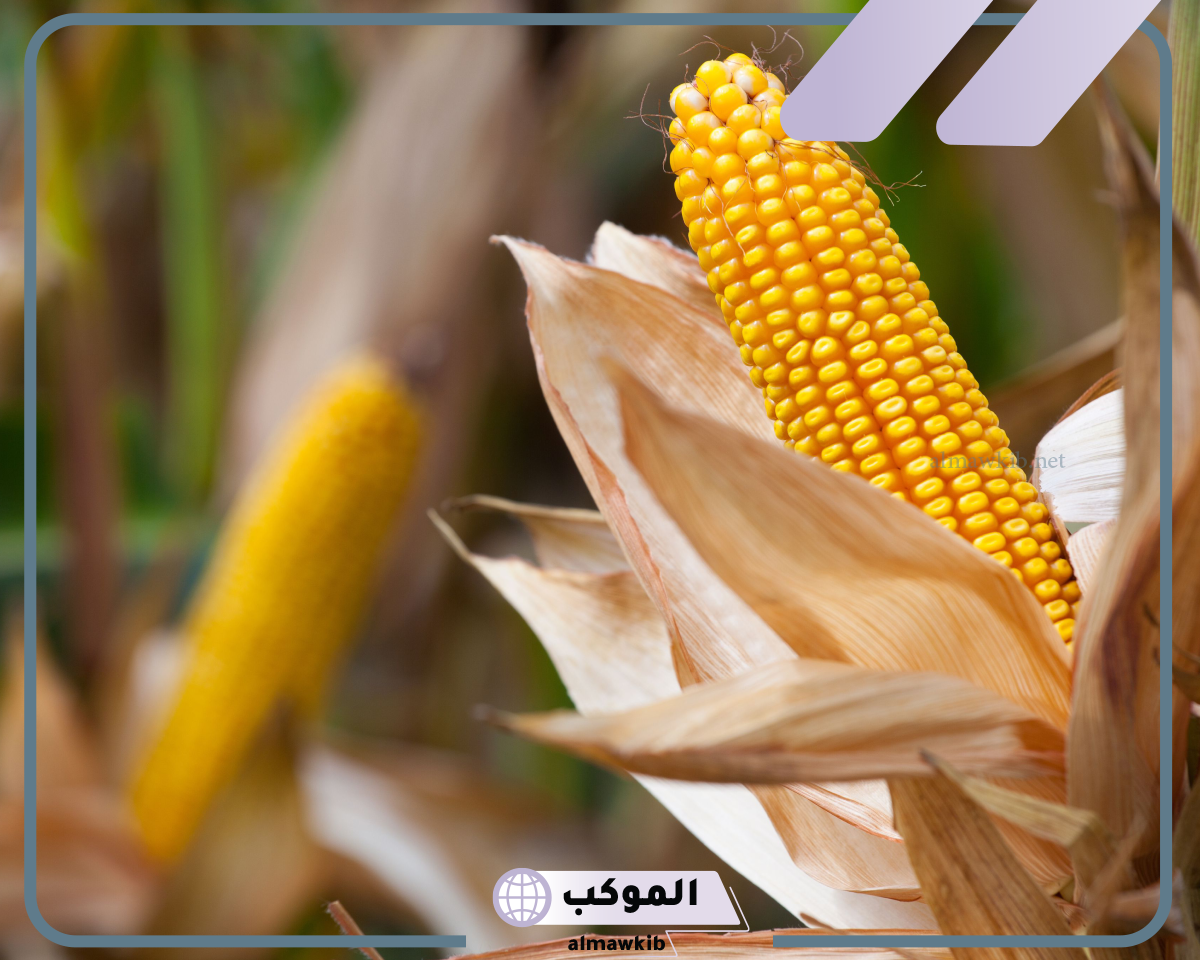 تفسير حلم الذرة في المنام