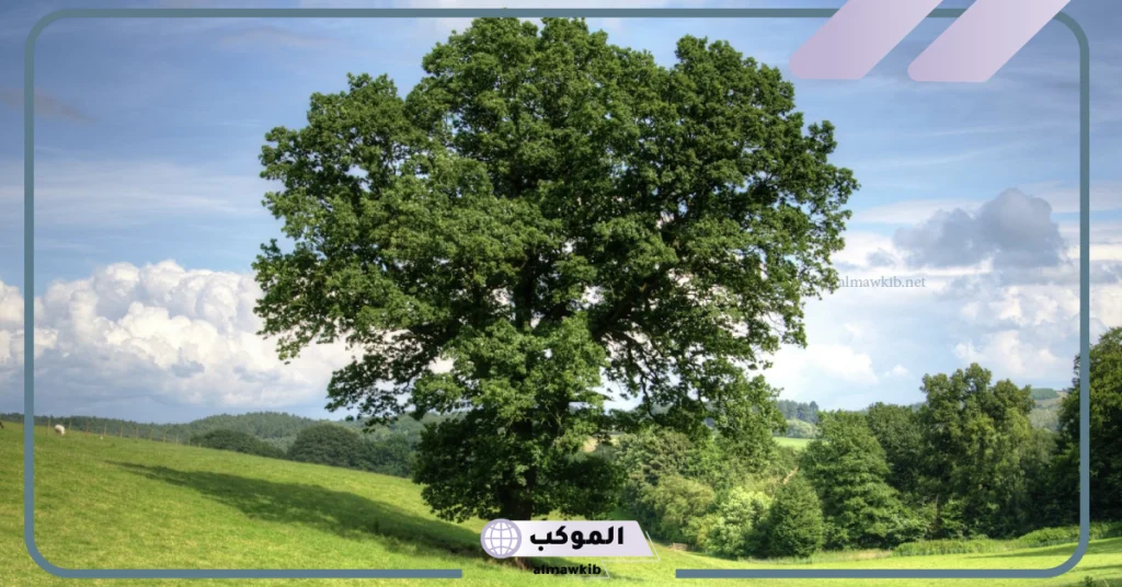 تفسير حلم الشجرة للعزباء  