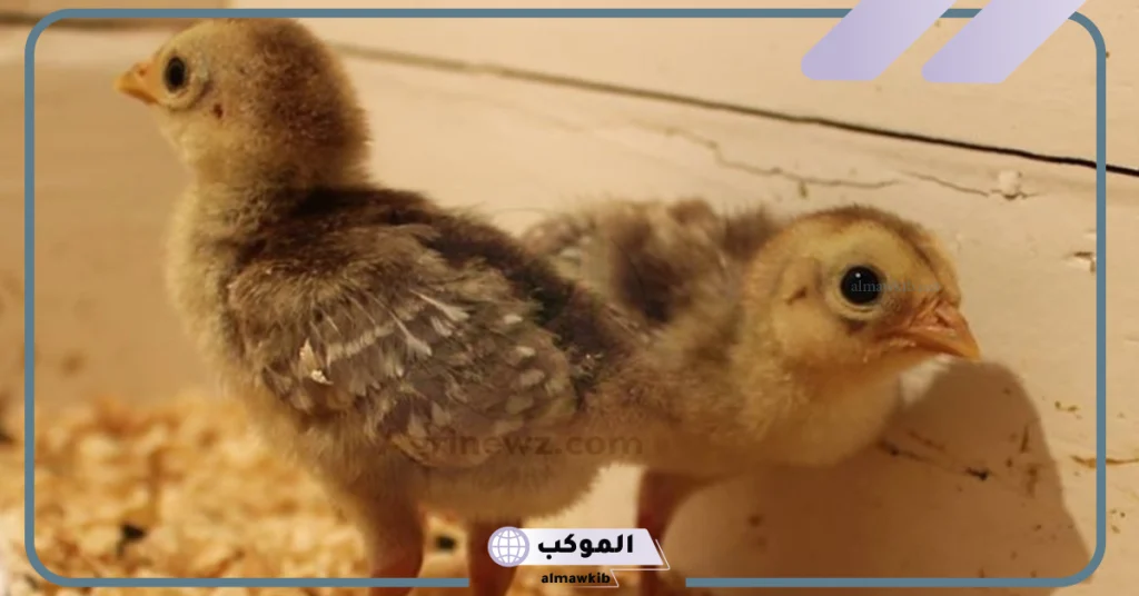 وصف نظام إنتاج الدواجن
