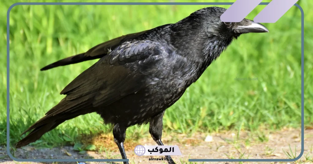 رؤية الغراب في المنام للعزباء  