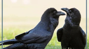الغراب في المنام