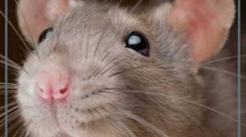 الفأر في الحلم