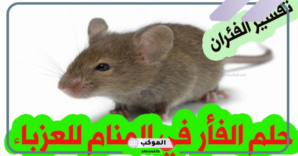 رؤية الفأر في المنام للعزباء  