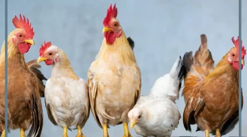 الفراخ في الحلم