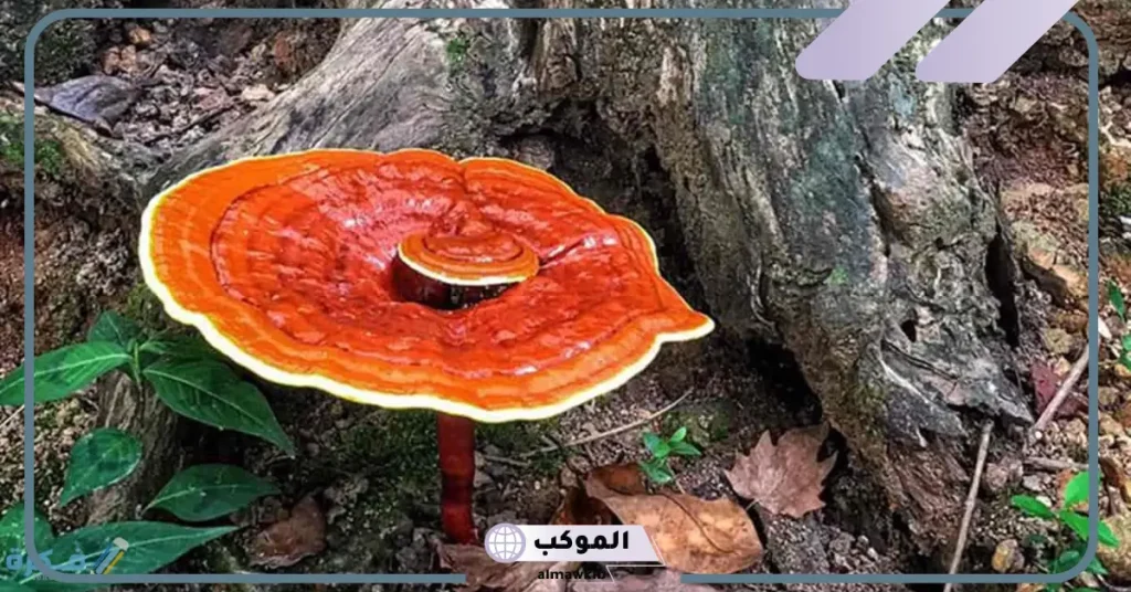 تجربتي مع فطر الريشي للنساء بالفوائد 5 فوائد الفطر الريشي للنساء