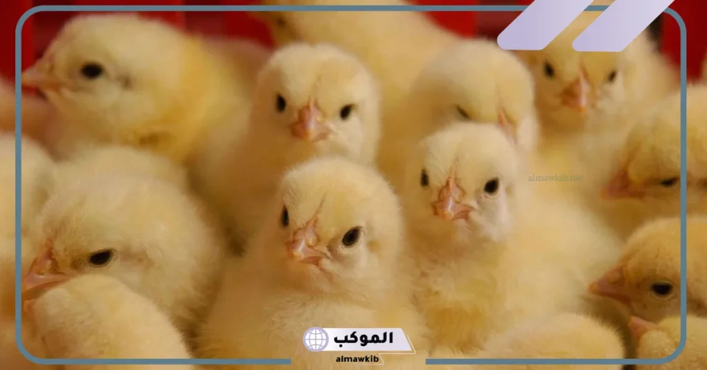 تفسير حلم الكتاكيت للرجل المتزوج