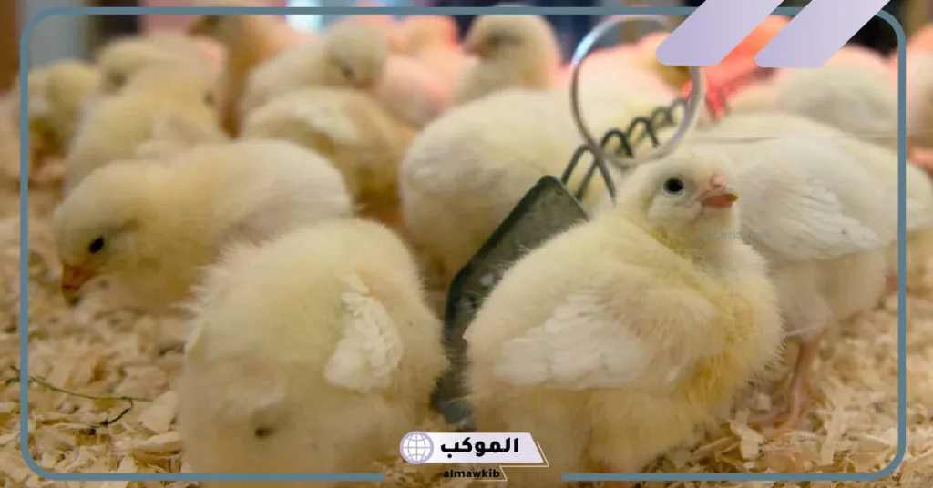 تفسير رؤية الكتاكيت في المنام للعزباء