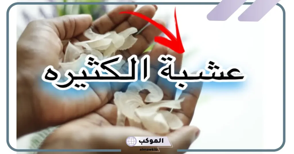 تجربتي مع الكثيرا للشعر لتطويله بالفوائد وطريقة الاستخدام 5 أضرار الكثيرة للشعر