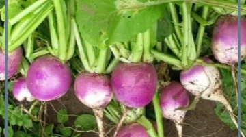 اللفت في المنام