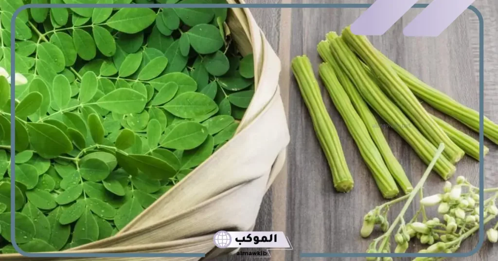 تجربتي مع المورينجا للشعر لحمايته من التلف 6 أضرار المورينجا للشعر