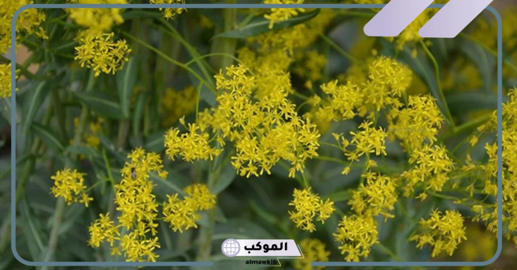 هل الوسمة تزيد الشيب عالم حواء