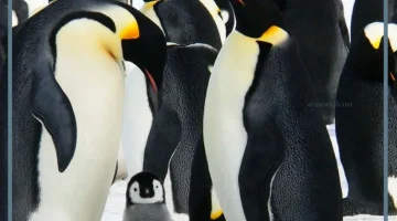 بطريق في الحلم