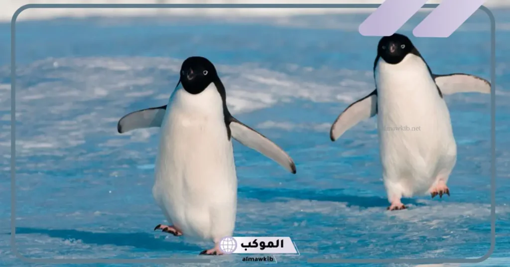 تفسير رؤية البطريق في المنام لابن سيرين 5 رؤية بطريق في المنام للعزباء