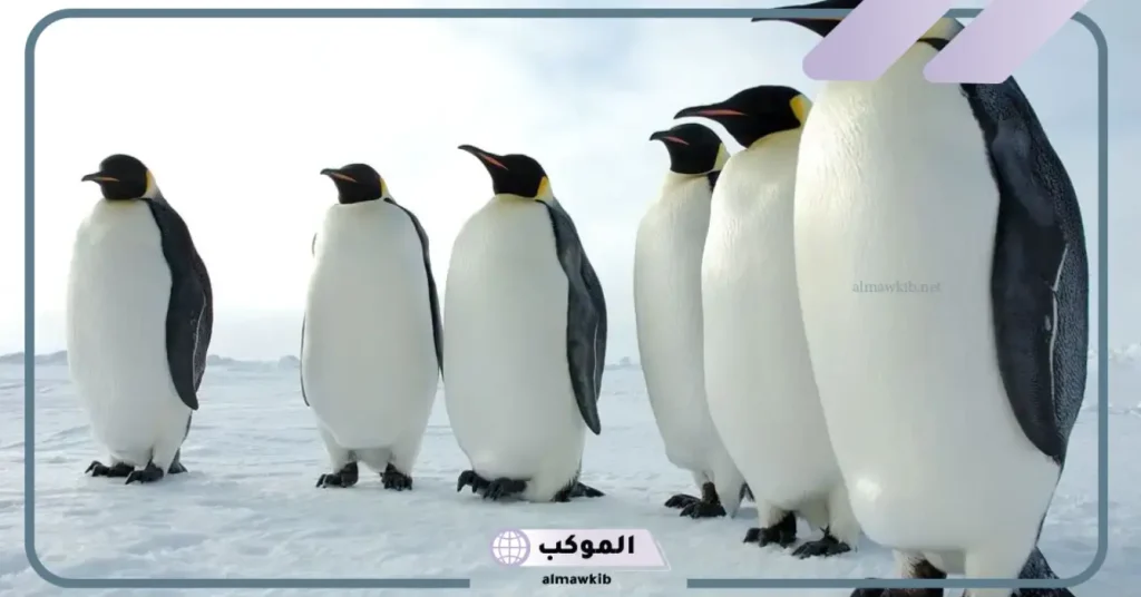 تفسير رؤية البطريق في المنام لابن سيرين 6 تفسير حلم البطريق للمتزوجة