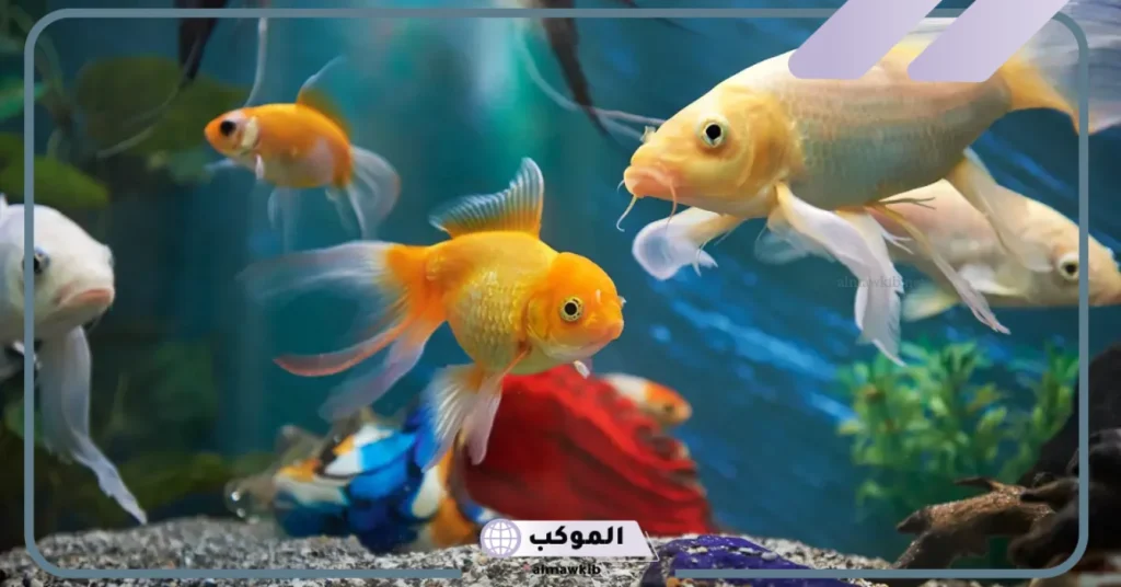 تفسير حلم السمك الحي خارج الماء للرجل المتزوج