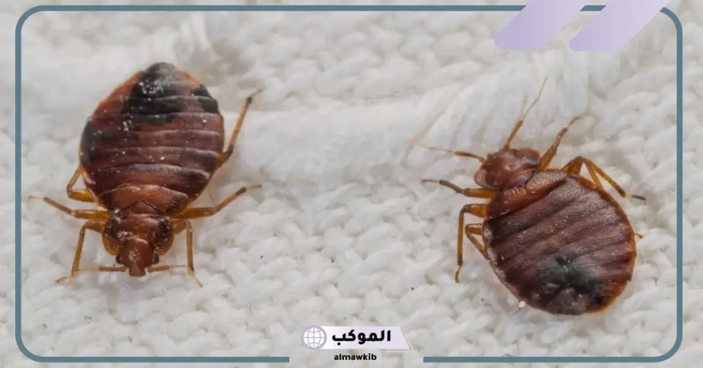 حشرات البق في الحلم