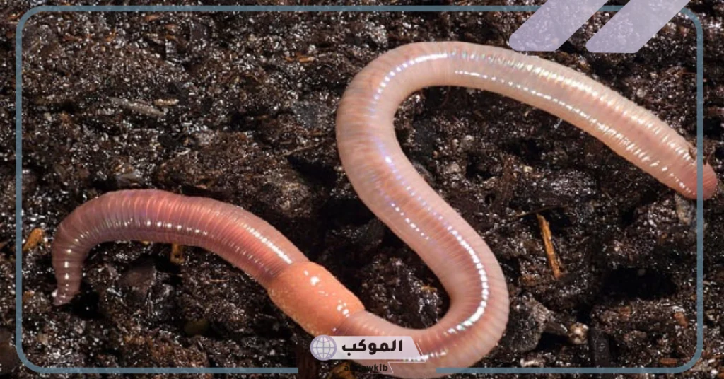 تفسير رؤية ماء به دود في المنام لابن سيرين بشرة على الرزق؟ 5 تفسير رؤية ماء به دود في المنام للعزباء