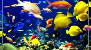 تفسير السمك الحي في الحلم