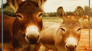 تفسير حلم الحمار