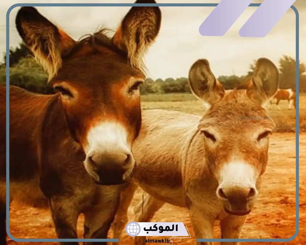 تفسير حلم الحمار في المنام وعلاقته بالمشقة والتعب