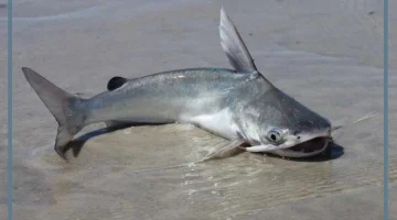 تفسير حلم القراميط