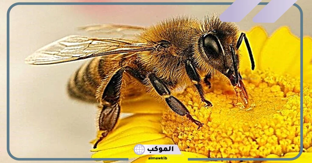 رؤية النحل في المنام ولدغته