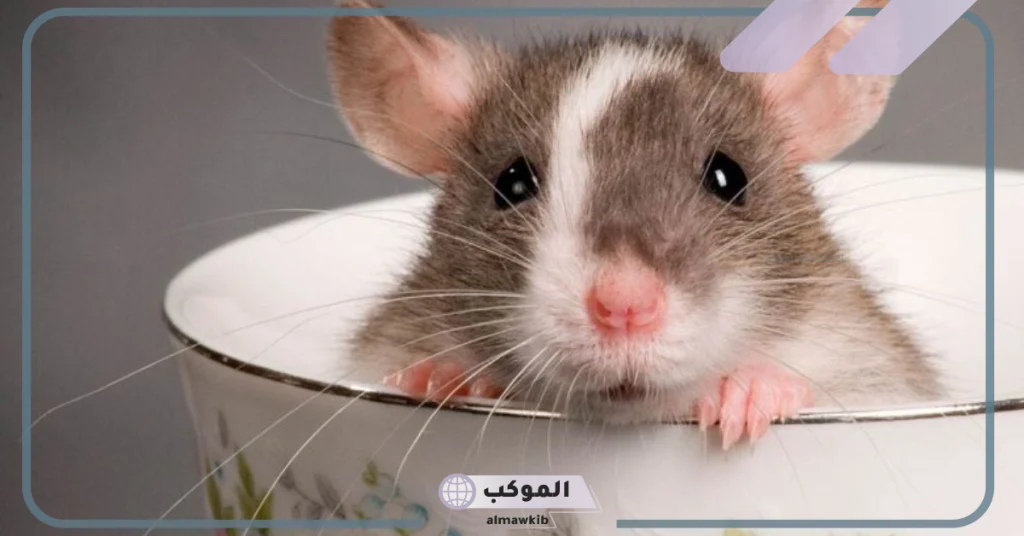 تفسير حلم قتل الفئران في المنام للمتزوجة 