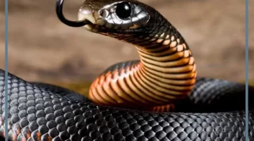 ثعابين في الحلم