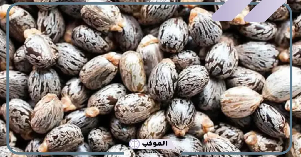 أضرار حبة الملوك