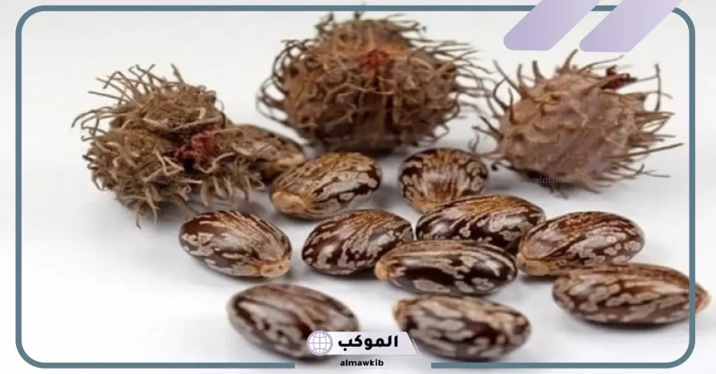 طريقة استخدام حبة الملوك لتنظيف البطن