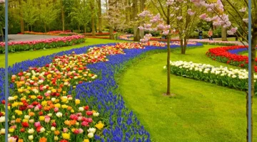 حديقة في الحلم