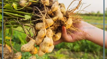 حلم أكل الفول السوداني