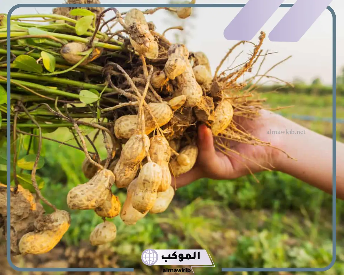 تفسير حلم أكل الفول السوداني لابن سيرين