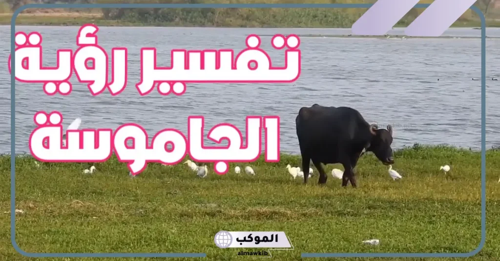 تفسير حلم رؤية الجاموس في المنام للمتزوجة في البيت لابن سيرين 5 رؤية الجاموس الأسود في المنام