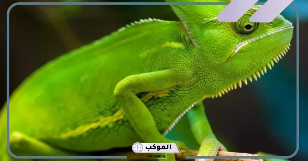 تفسير حلم رؤيه الحرباء في المنام للعزباء والمتزوجة لابن سيرين 5 الخوف من الحرباء في المنام للمتزوجة