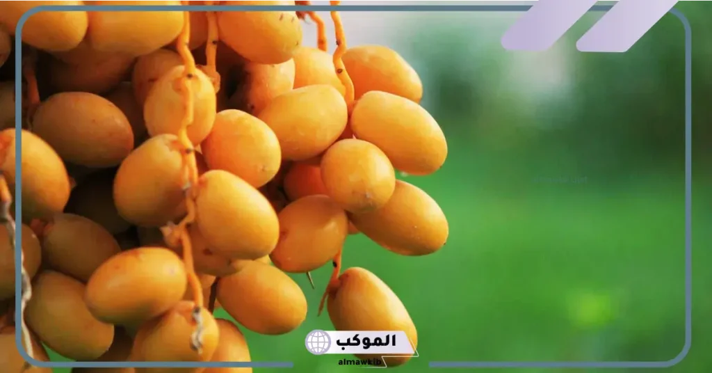 تفسير حلم قطف البلح من النخل للحامل