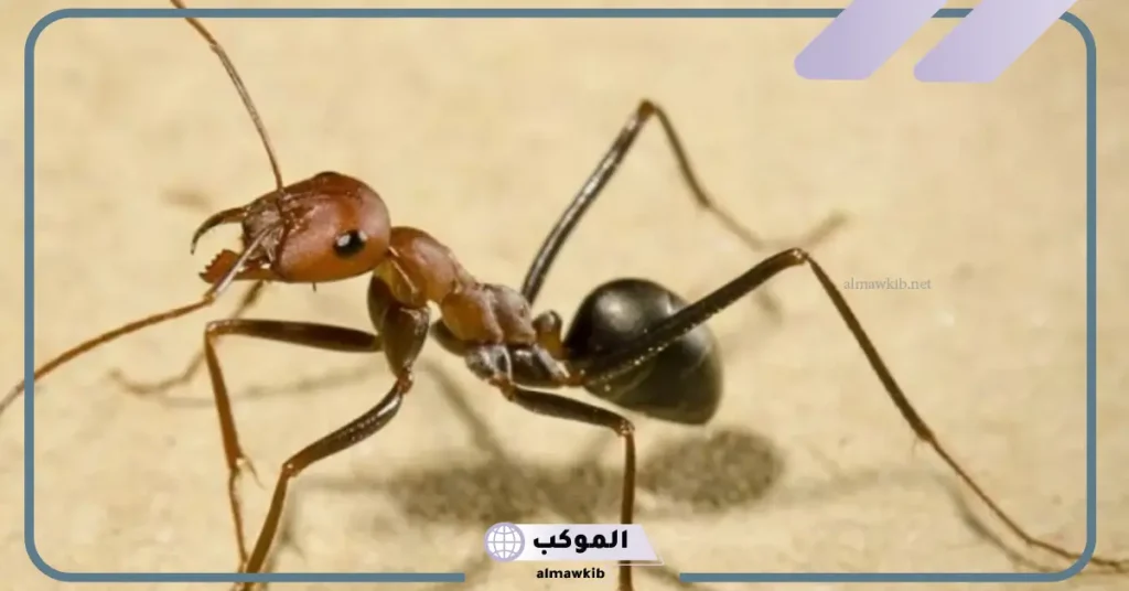 تفسير حلم نمل يمشي على جسمي في المنام للعزباء لابن سيرين 5 تفسير حلم نمل يمشي على جسمي للعزباء