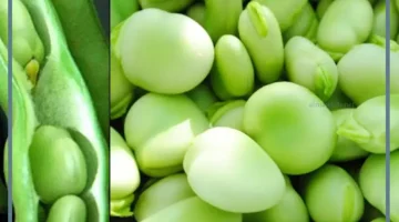 حلمت بفول أخضر