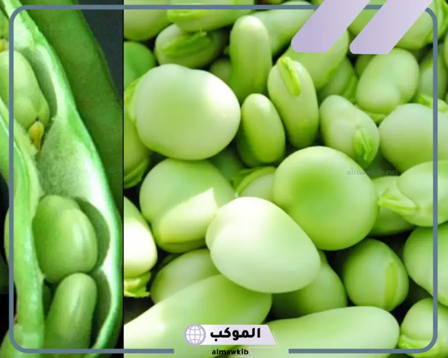 الفول الاخضر في المنام لابن سيرين وأهم المفسرين