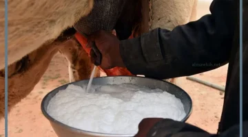 حليب الإبل ذهب الصحراء