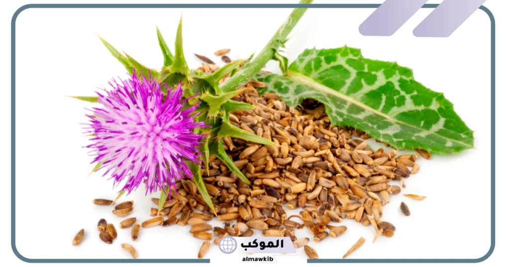 تجربتي مع حليب الشوك وفوائده للكبد وطريقة الاستخدام 6 أفضل وقت لتناول حبوب حليب الشوك