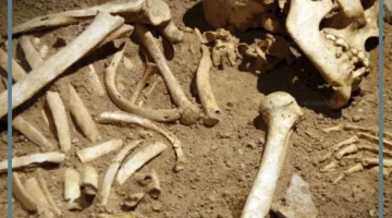 دلائل رؤية العظام في منام المتزوجة