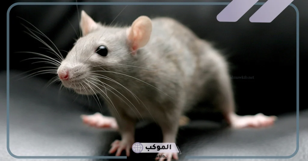 تفسير حلم قتل الفئران في المنام للمطلقة 