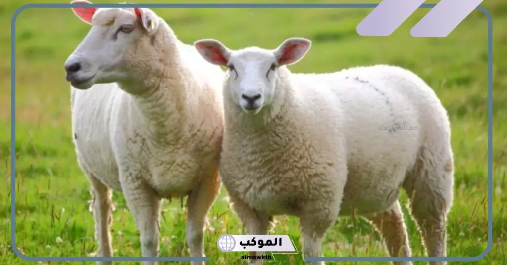 تفسير حلم ذبح الخروف في المنام ونحر الكبش لابن سيرين 6 تفسير حلم ذبح الخروف وخروج الدم