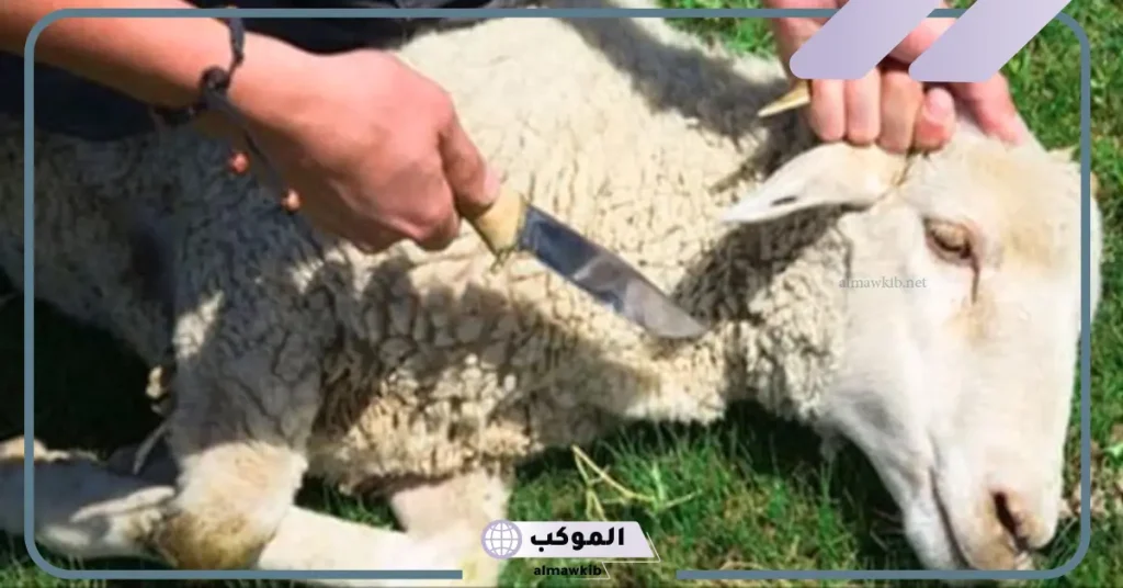 تفسير حلم ذبح الخروف في المنام ونحر الكبش لابن سيرين 5 رؤية ذبح الخروف في المنام للعزباء